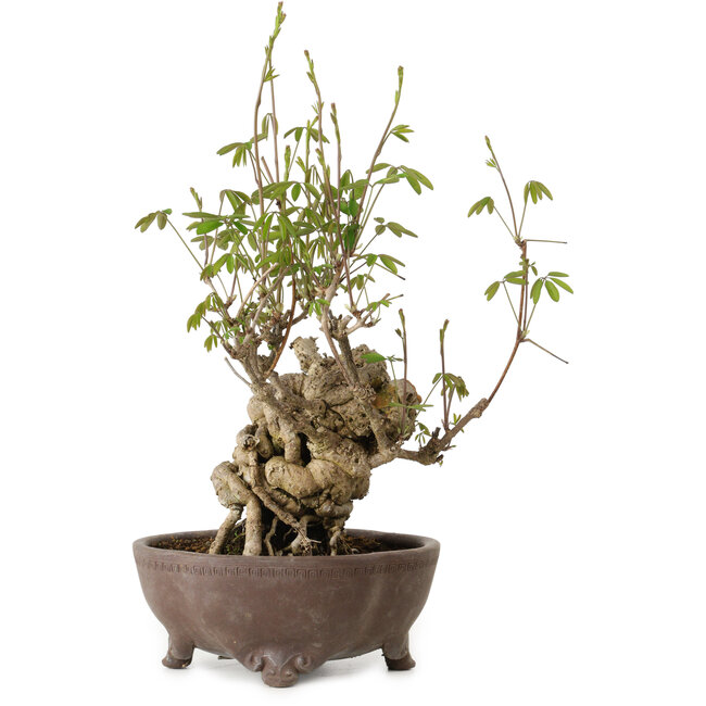 Akebia quinata, 28 cm, ± 20 años