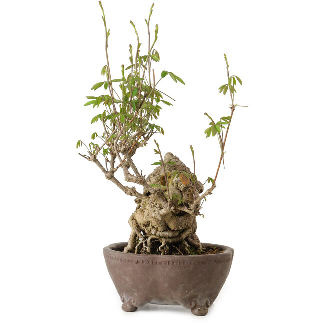 Akebia quinata, 28 cm, ± 20 ans