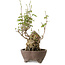 Akebia quinata, 28 cm, ± 20 anni