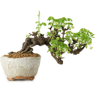 Akebia quinata, 14 cm, ± 20 ans