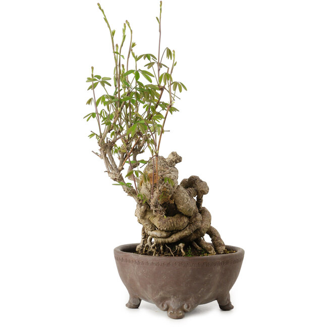 Akebia quinata, 28 cm, ± 20 anni