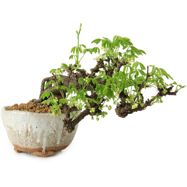 Akebia quinata, 14 cm, ± 20 jaar oud