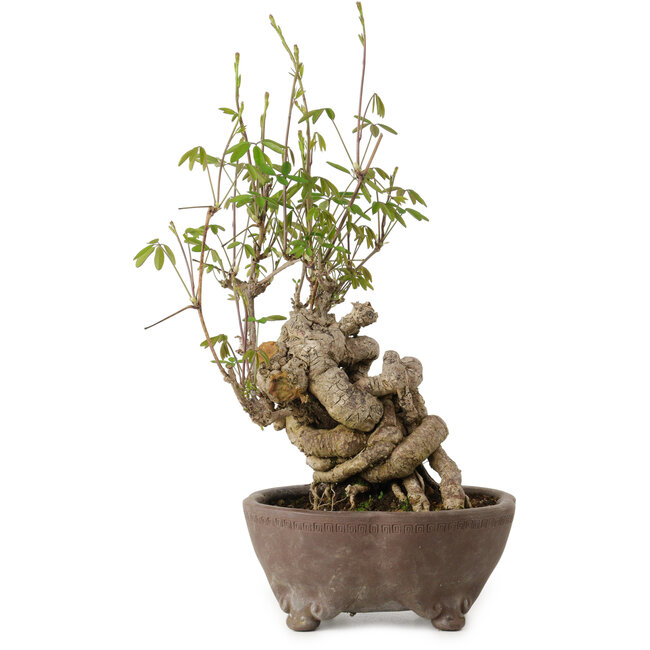 Akebia quinata, 28 cm, ± 20 years old