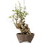 Akebia quinata, 28 cm, ± 20 anni