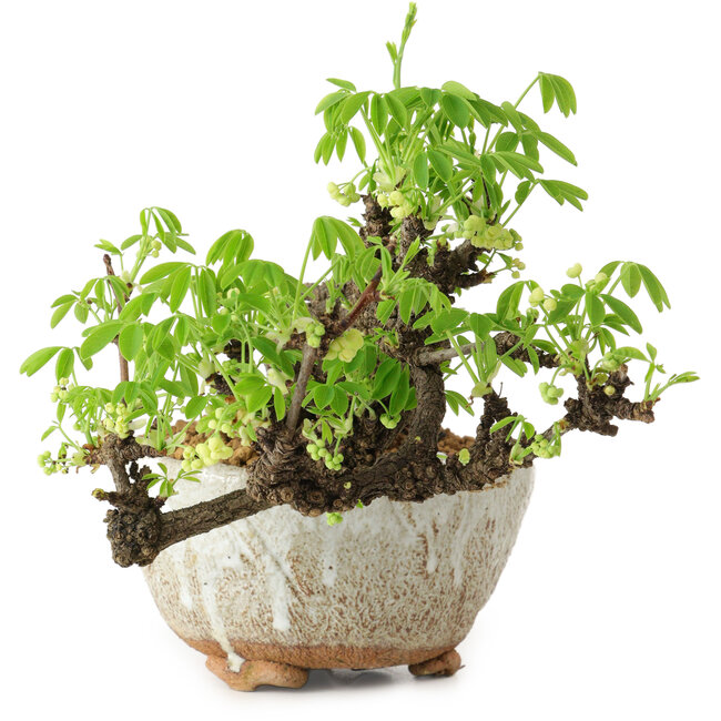 Akebia quinata, 14 cm, ± 20 years old