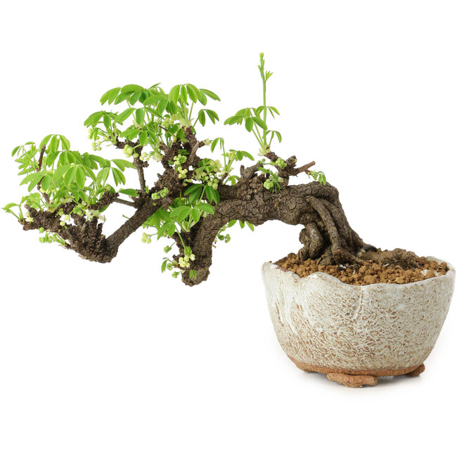 Akebia quinata, 14 cm, ± 20 ans