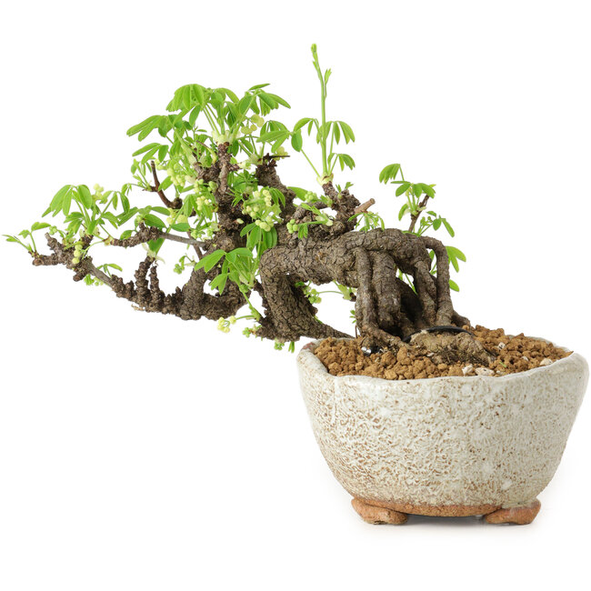 Akebia quinata, 14 cm, ± 20 years old