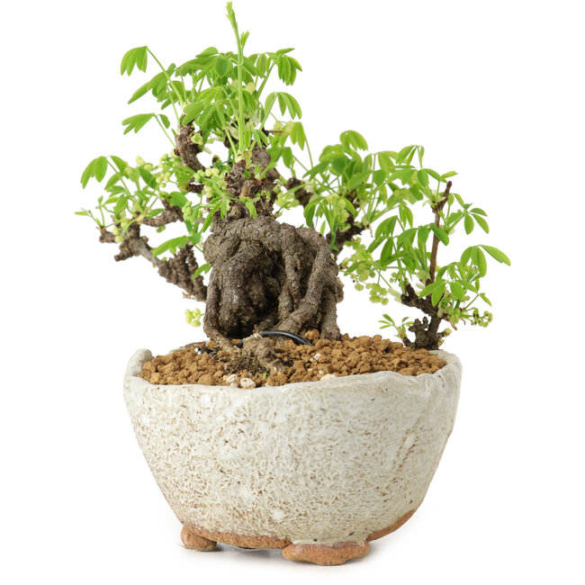 Akebia quinata, 14 cm, ± 20 years old