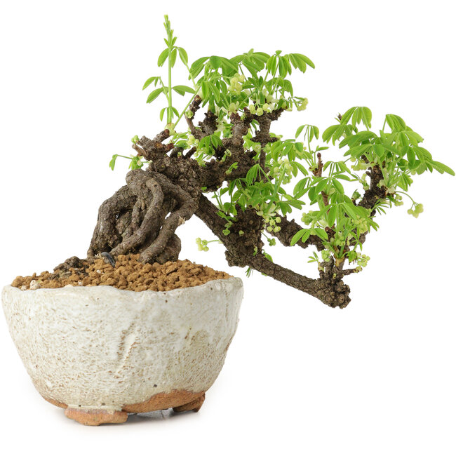 Akebia quinata, 14 cm, ± 20 years old