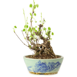 Akebia quinata, 26 cm, ± 20 jaar oud