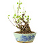 Akebia quinata, 26 cm, ± 20 anni