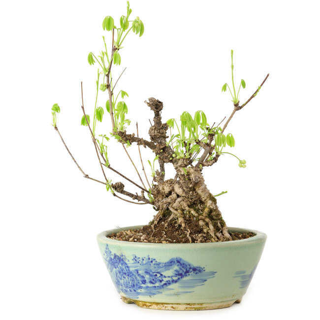 Akebia quinata, 26 cm, ± 20 years old