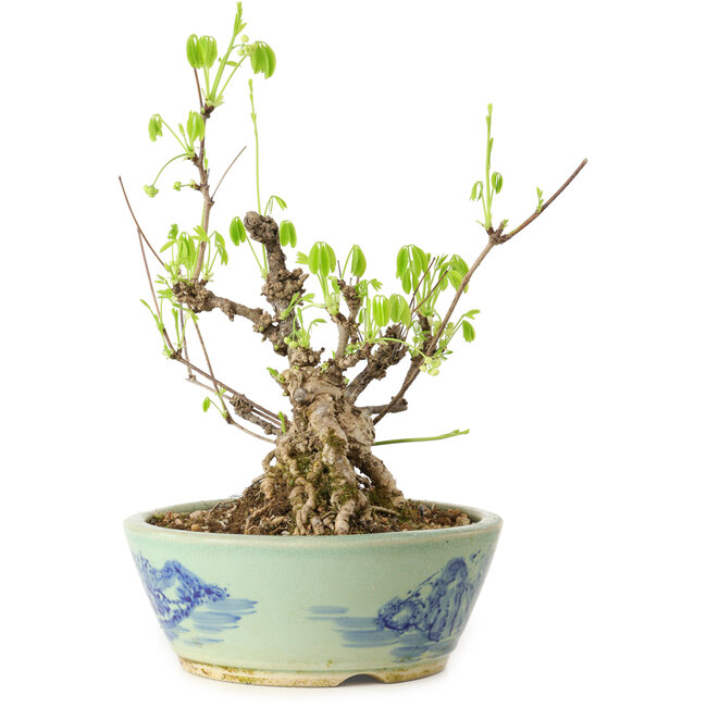 Akebia quinata, 26 cm, ± 20 ans