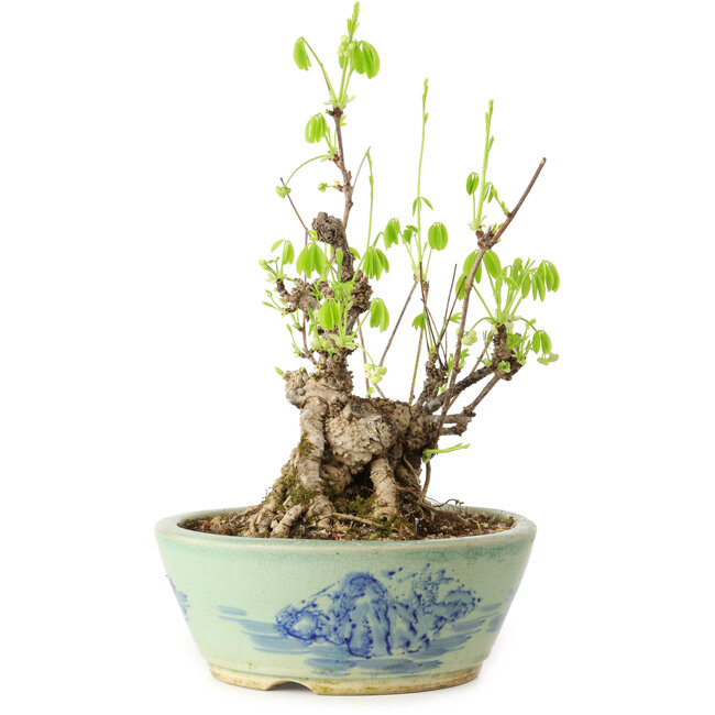 Akebia quinata, 26 cm, ± 20 ans