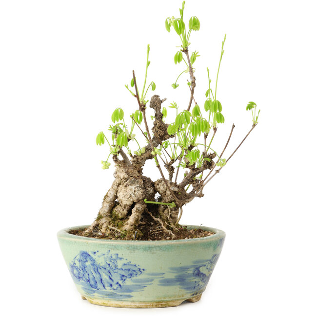 Akebia quinata, 26 cm, ± 20 jaar oud