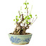 Akebia quinata, 26 cm, ± 20 anni