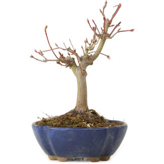 Acer palmatum, 17 cm, ± 15 años de edad