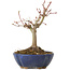 Acer palmatum, 17 cm, ± 15 anni, con nebari di 4 cm
