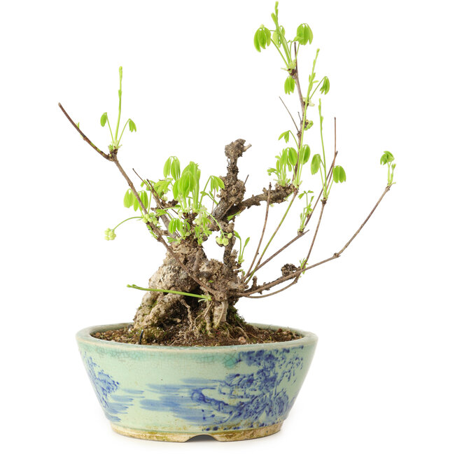 Akebia quinata, 26 cm, ± 20 años