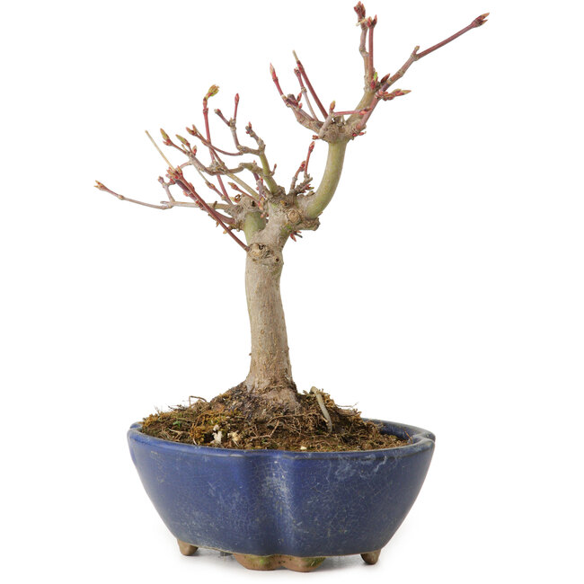 Acer palmatum, 17 cm, ± 15 jaar oud, met een nebari van 4 cm