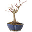 Acer palmatum, 17 cm, ± 15 anni, con nebari di 4 cm