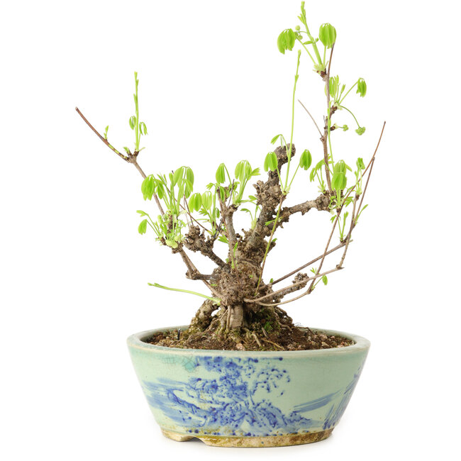 Akebia quinata, 26 cm, ± 20 years old