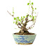 Akebia quinata, 26 cm, ± 20 anni