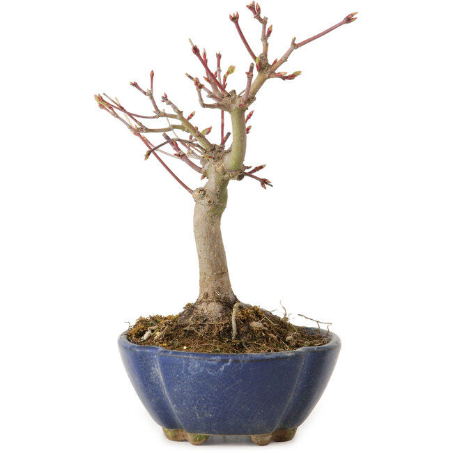 Acer palmatum, 17 cm, ± 15 jaar oud, met een nebari van 4 cm