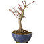 Acer palmatum, 17 cm, ± 15 years old, with a nebari of 4 cm