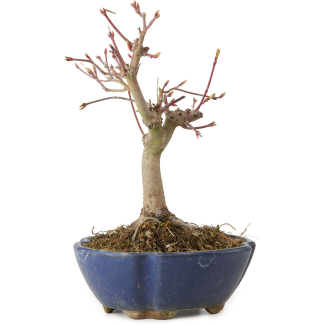 Acer palmatum, 17 cm, ± 15 Jahre alt, mit einem Wurzelhals von 4 cm
