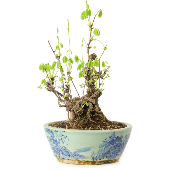 Akebia quinata, 26 cm, ± 20 years old