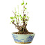 Akebia quinata, 26 cm, ± 20 anni