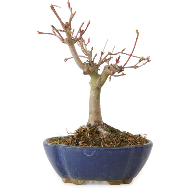 Acer palmatum, 17 cm, ± 15 jaar oud, met een nebari van 4 cm