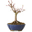 Acer palmatum, 17 cm, ± 15 jaar oud, met een nebari van 4 cm