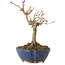 Acer palmatum, 17 cm, ± 15 anni, con nebari di 4 cm
