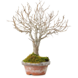 Zelkova serrata, 23 cm, ± 25 jaar oud