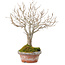 Zelkova serrata, 23 cm, ± 25 jaar oud, met een nebari van 4 cm