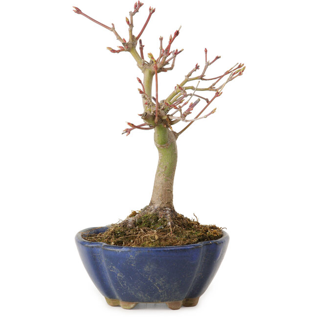 Acer palmatum, 17 cm, ± 15 años, con un nebari de 4 cm