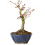 Acer palmatum, 17 cm, ± 15 anni, con nebari di 4 cm