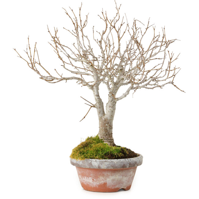 Zelkova serrata, 23 cm, ± 25 jaar oud, met een nebari van 4 cm