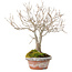 Zelkova serrata, 23 cm, ± 25 jaar oud, met een nebari van 4 cm
