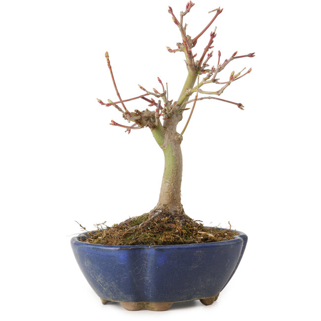 Acer palmatum, 17 cm, ± 15 years old, with a nebari of 4 cm
