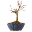 Acer palmatum, 17 cm, ± 15 anni, con nebari di 4 cm