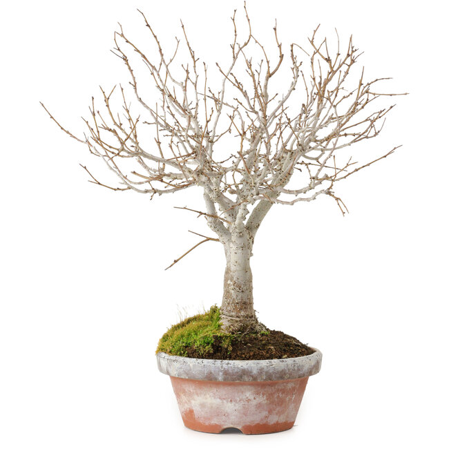 Zelkova serrata, 23 cm, ± 25 Jahre alt, mit einem Nebari von 4 cm