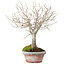Zelkova serrata, 23 cm, ± 25 years old, with a nebari of 4 cm