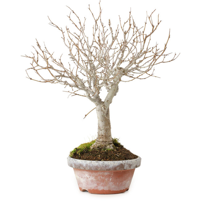 Zelkova serrata, 23 cm, ± 25 Jahre alt, mit einem Nebari von 4 cm