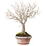 Zelkova serrata, 23 cm, ± 25 jaar oud, met een nebari van 4 cm