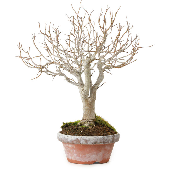 Zelkova serrata, 23 cm, ± 25 Jahre alt, mit einem Nebari von 4 cm