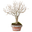 Zelkova serrata, 23 cm, ± 25 jaar oud, met een nebari van 4 cm