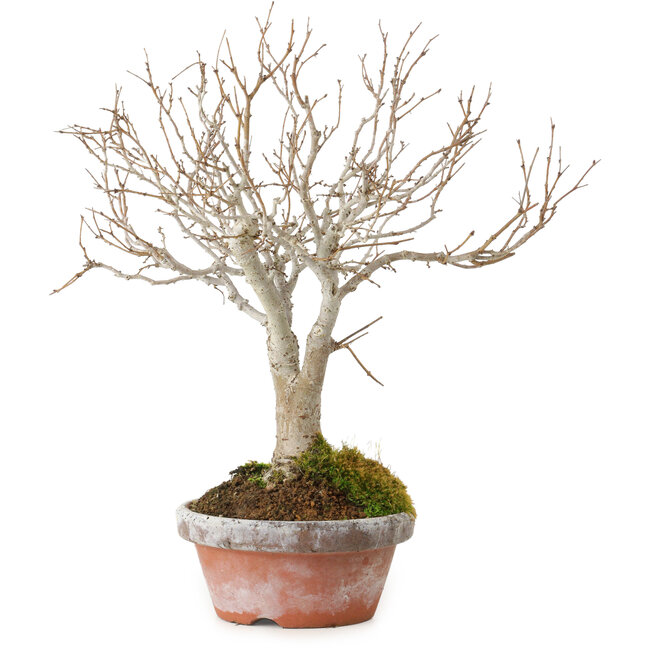 Zelkova serrata, 23 cm, ± 25 Jahre alt, mit einem Nebari von 4 cm